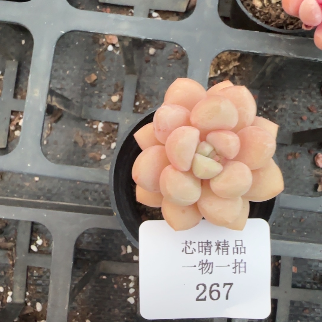 闪购精品多肉267号