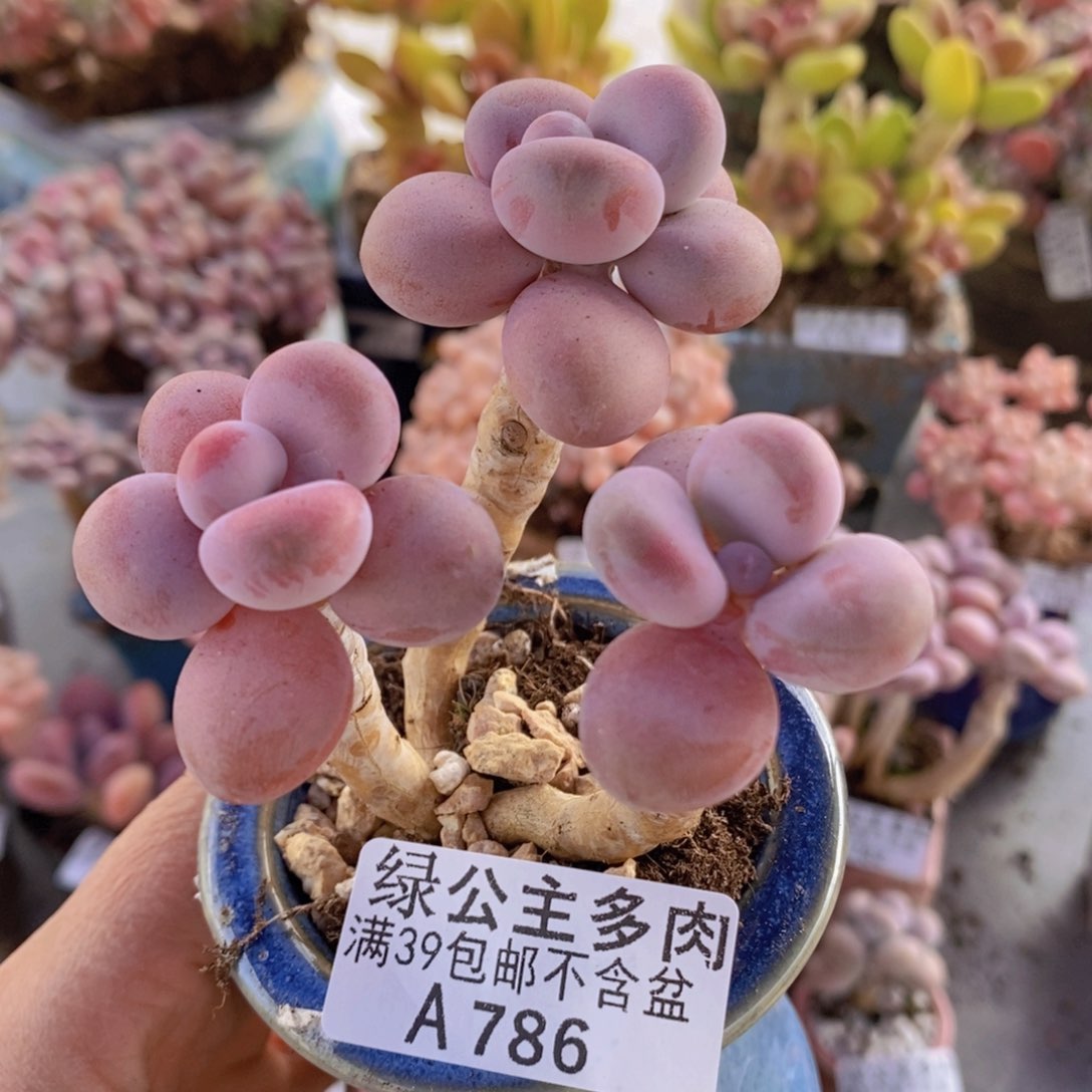 腰子桃蛋老桩786多肉植物