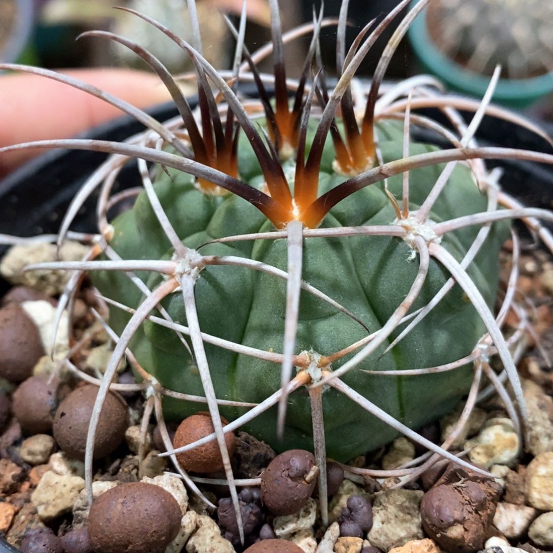 孤品实生优选包刺狂刺天琳玉 5.7cm