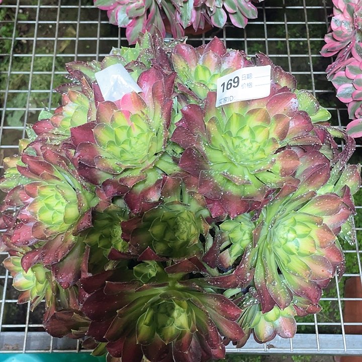 169 多肉法师多肉