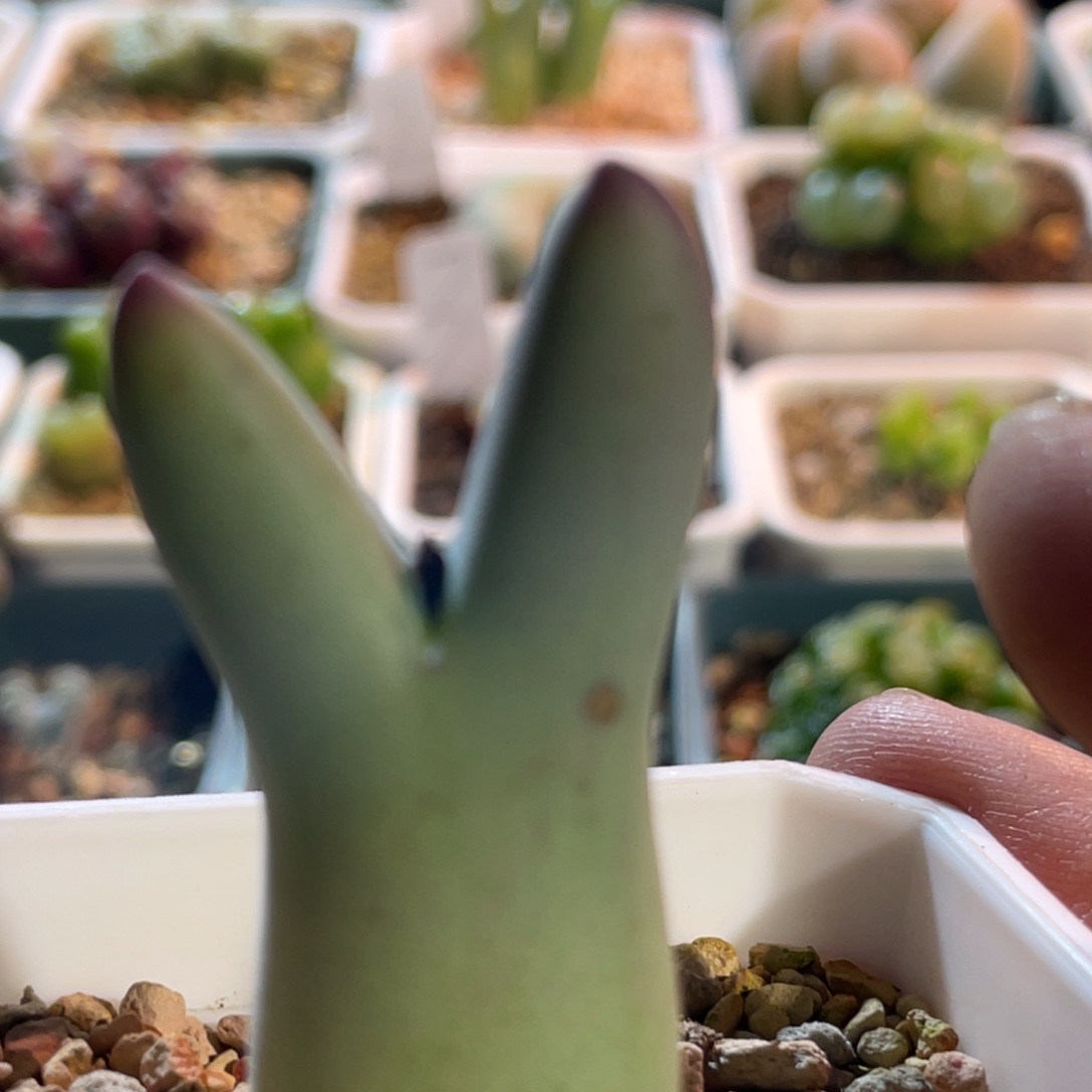 毛体皮卡丘植物一物一拍