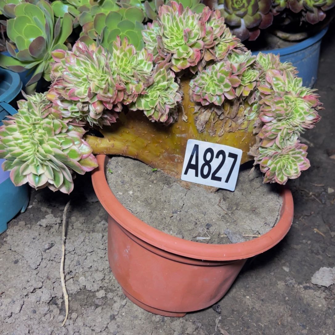 倾城法师14–/-51cany