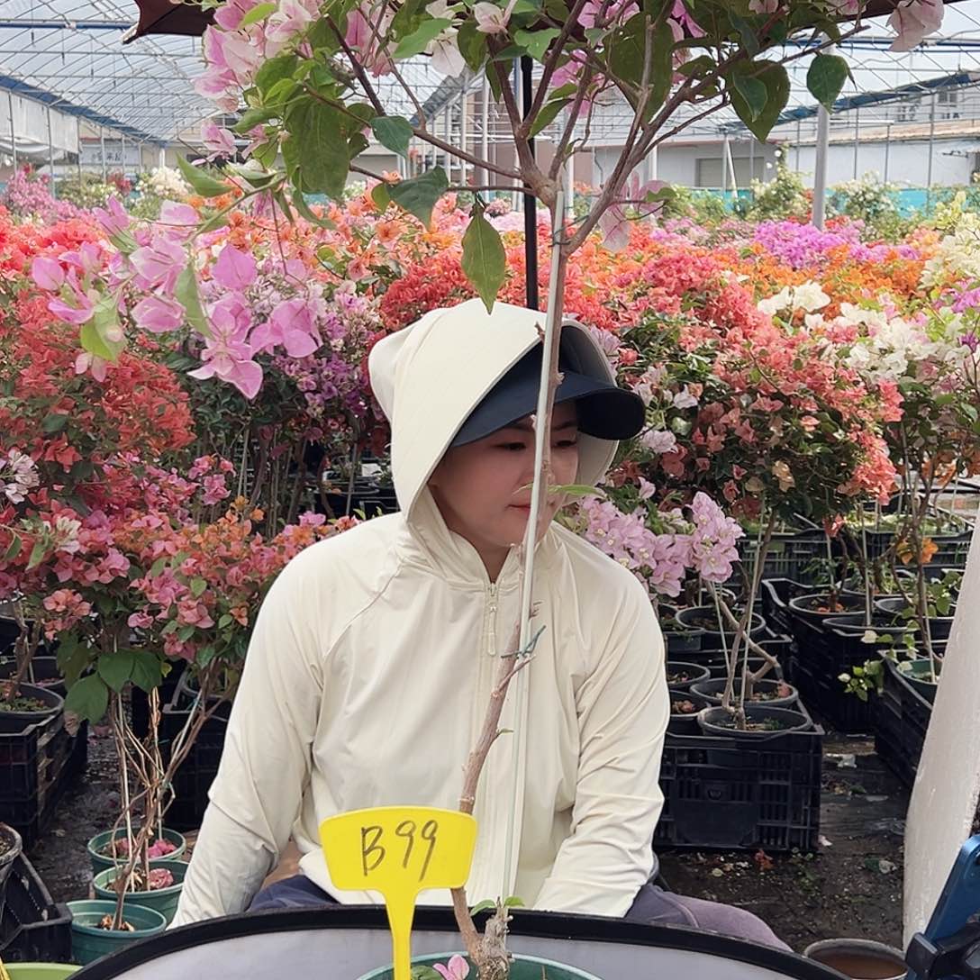 荣***少大部分花苞少量开放B99红樱