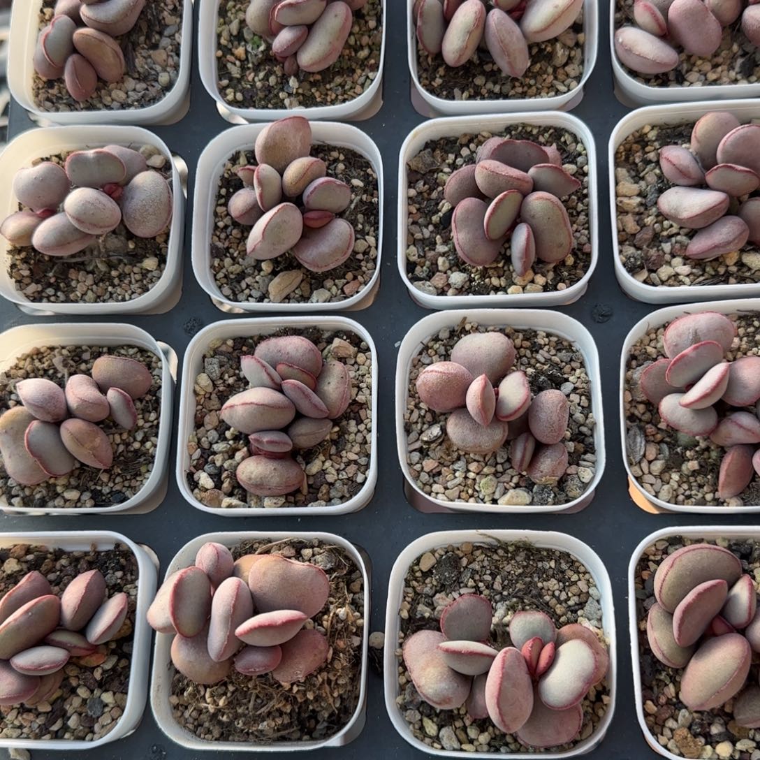 白肌红蛋量拍链接