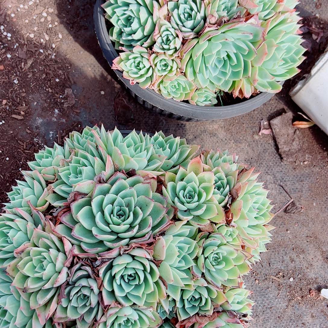 三色堇多头造型精品