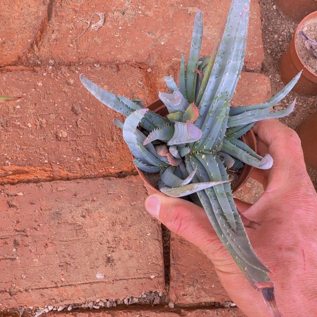 铲***官块根植物块根植物