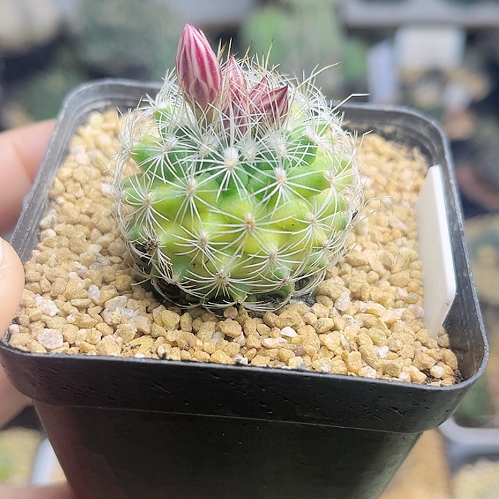 白琥娇丽锦实生球一颗3.7公分