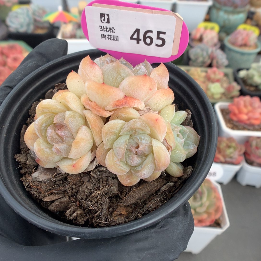 465 四头熔晶多肉多肉dr