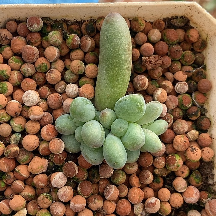 苹果奶酪锦基因多肉植物