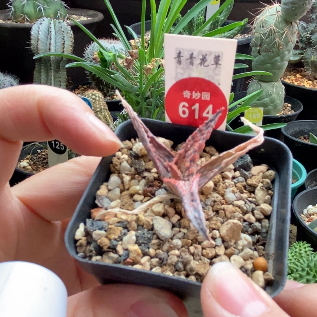 实生彩芦荟一棵仙人球