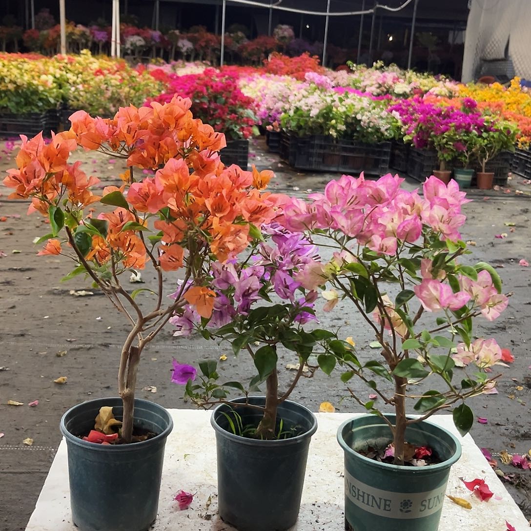 大部分花苞少量开放波妹，雪紫，五宝