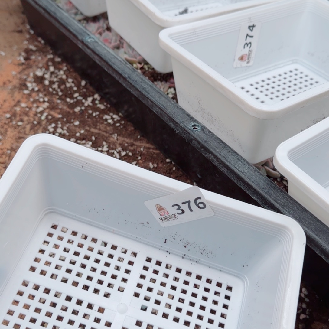 花***李多肉植物多肉植物