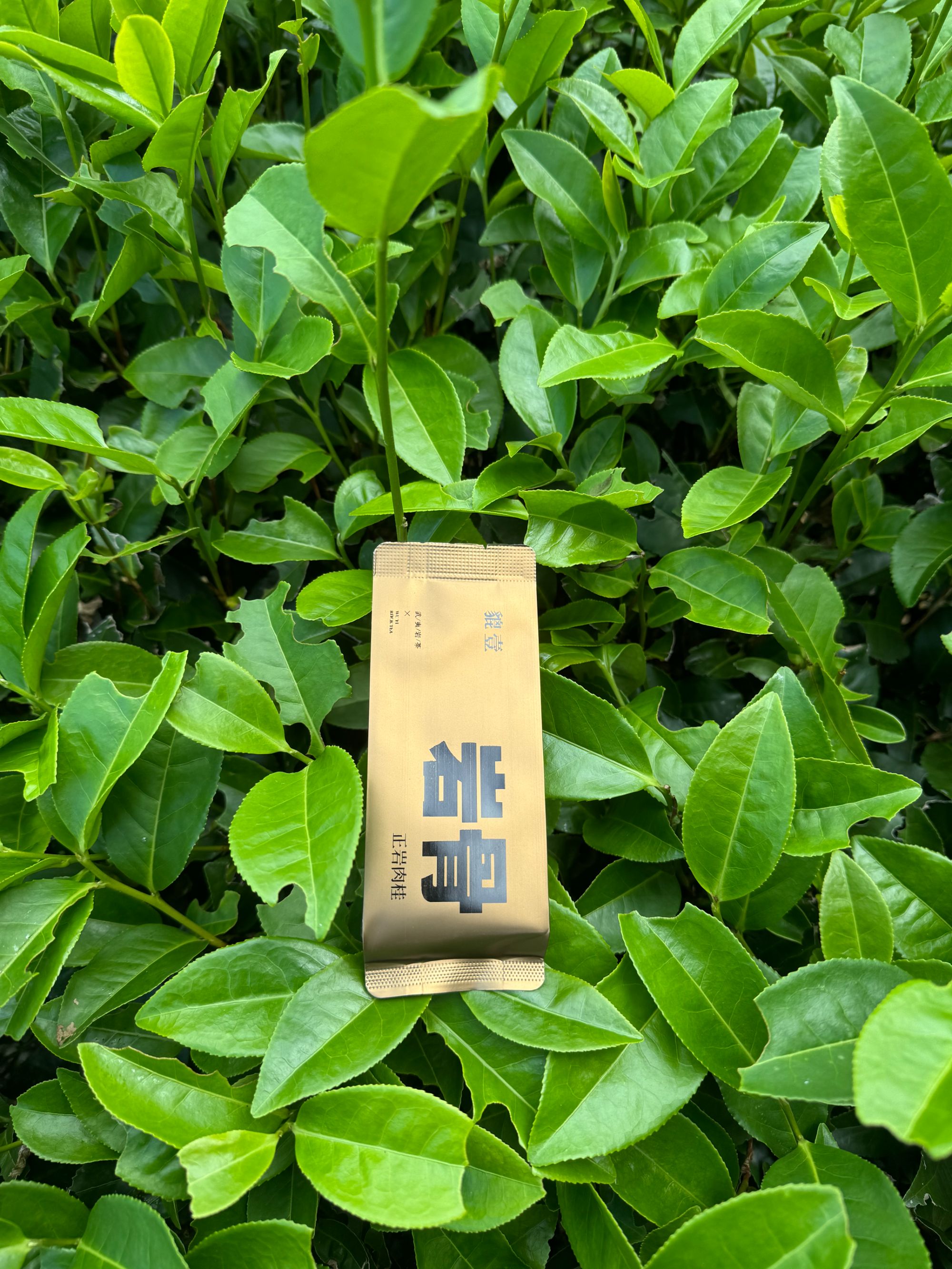 竹窠肉桂品鉴装正岩茶茶王精选高品质