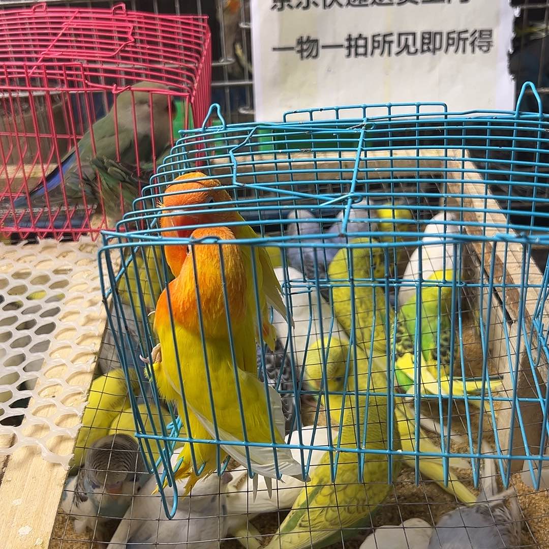 囍***哥桃脸牡丹鹦鹉黄金丝2只