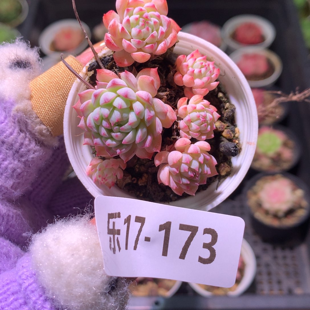 乐然17-173 小粉梅 