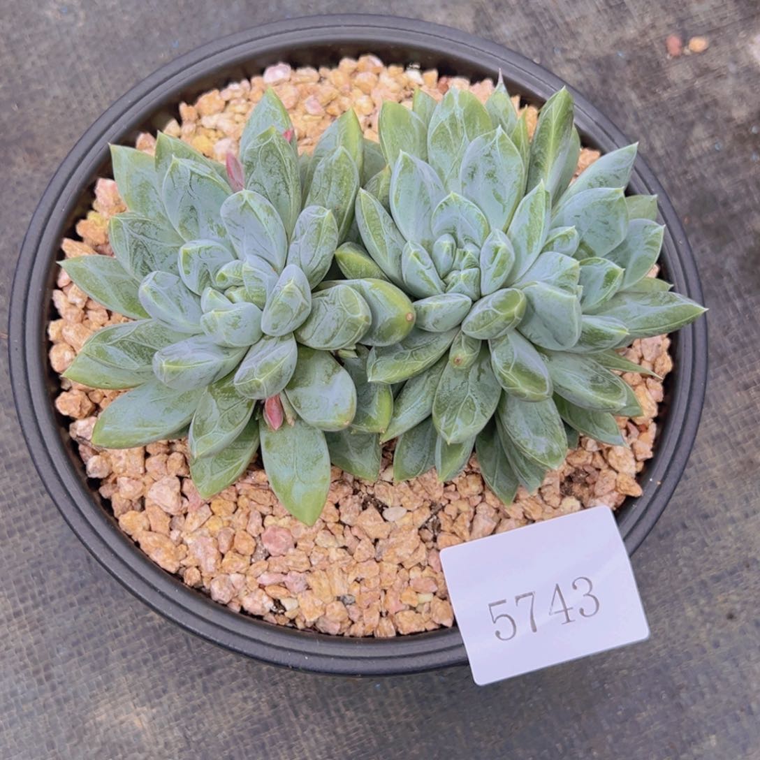 唐*5743肉肉肉肉肉肉肉