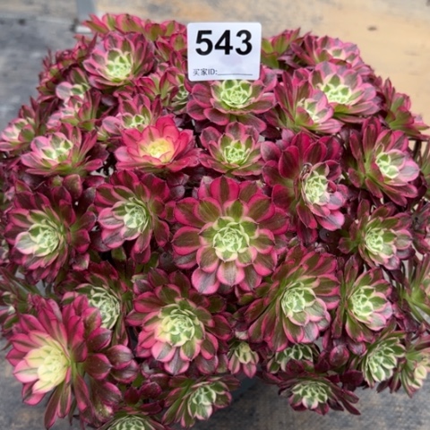 543天合朵朵30厘米左右