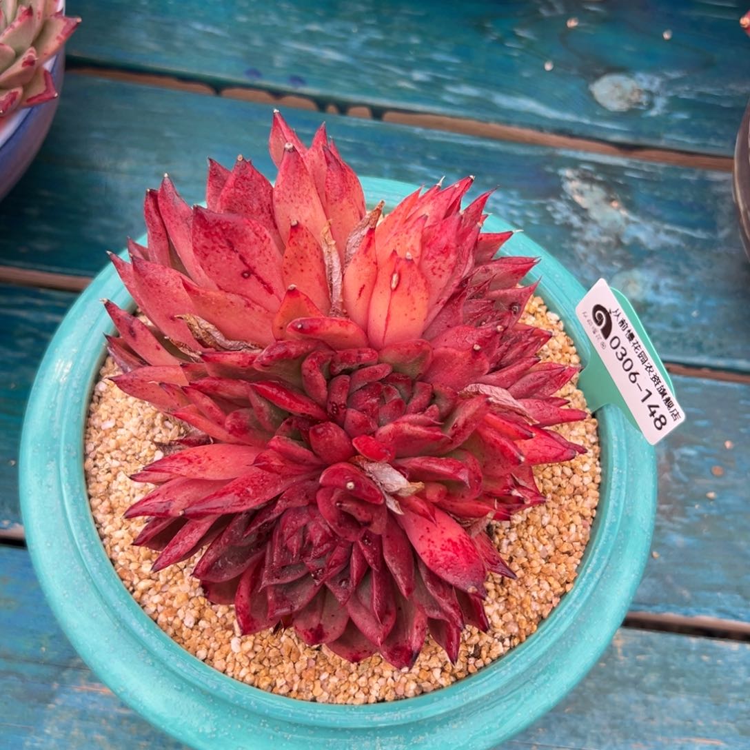  多肉一物一拍0306-148