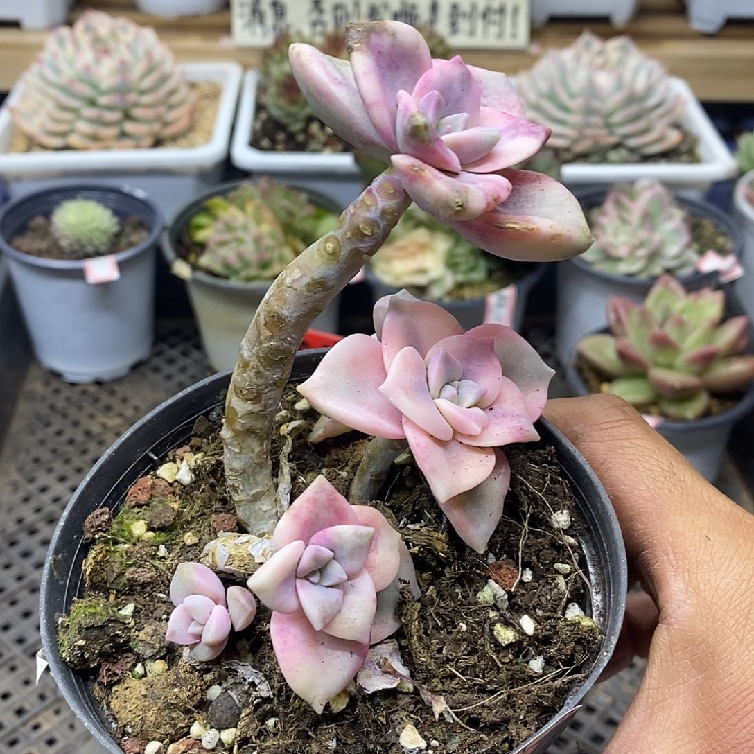 1237 老桩紫乐锦自然群 微瑕 需延时发货