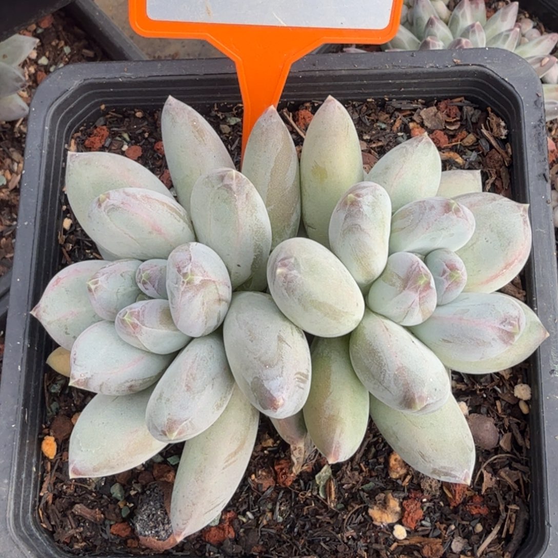 多肉植物一物一拍