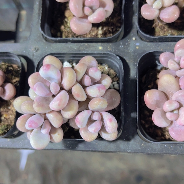 桃蛋精品多肉植物大战僵尸