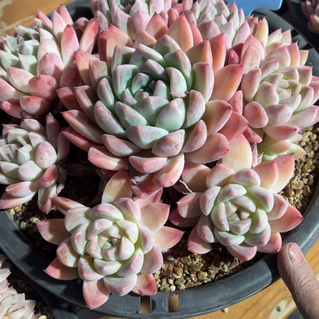 c****c350126-68冰佳人