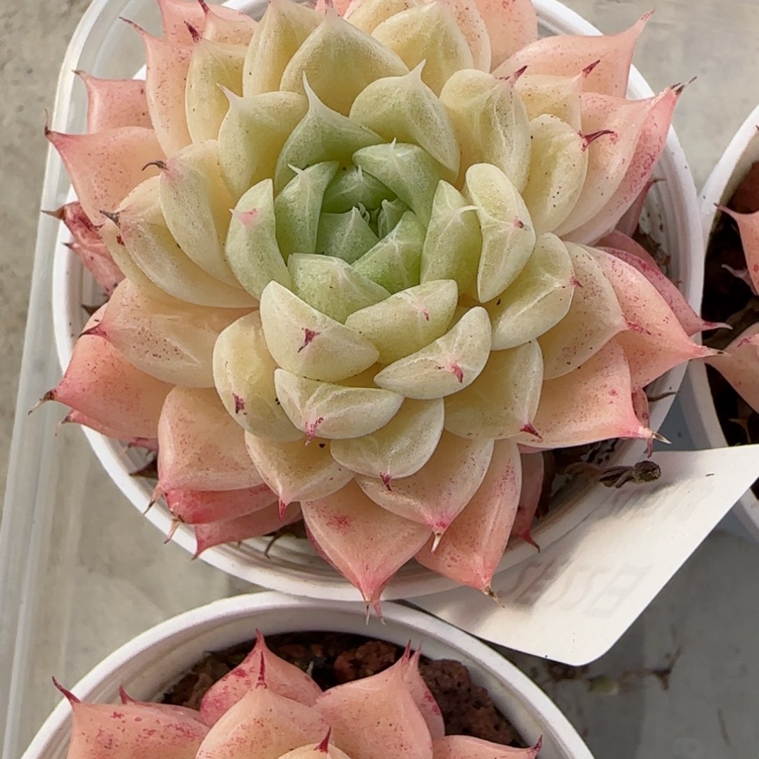 柒*?花语逸境0222-21