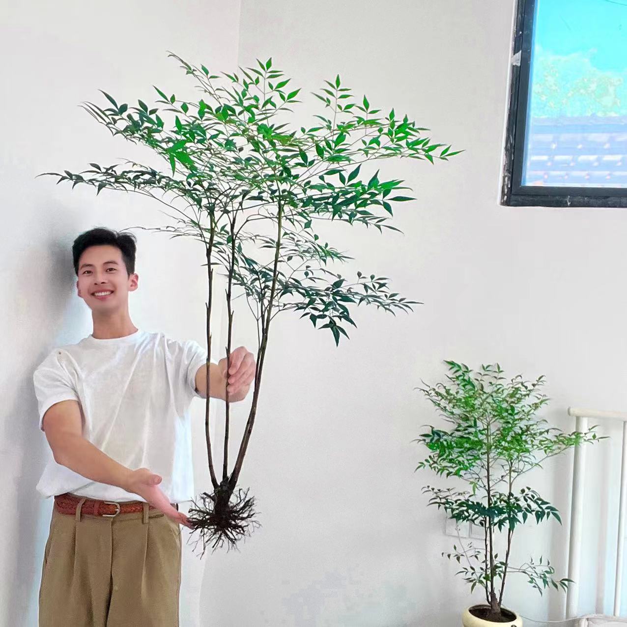 带老桩根南天竹水培盆栽绿植火焰红适合室内客厅办公室装饰