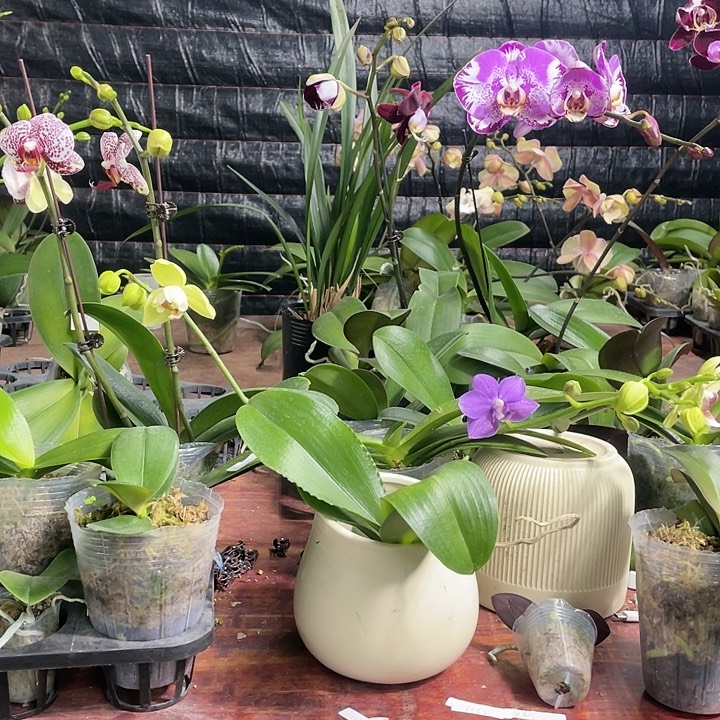 心***态当前无花栽培后可以开花国王