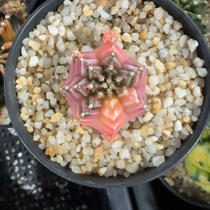 泰國米哈113-0124 小可愛