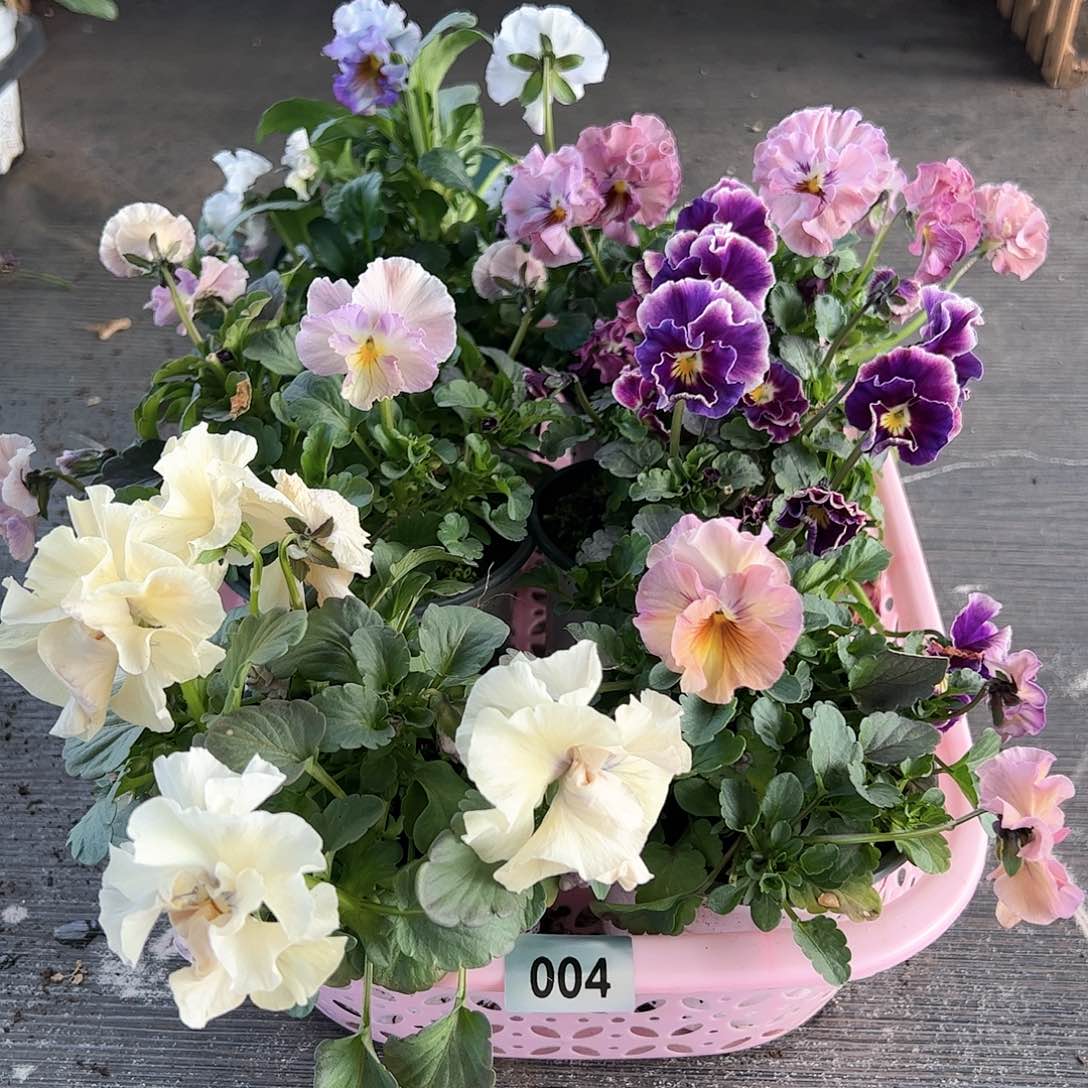 【闪购商品】004号