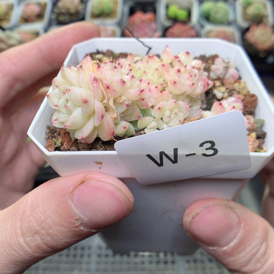 W3y y y y y y y y y