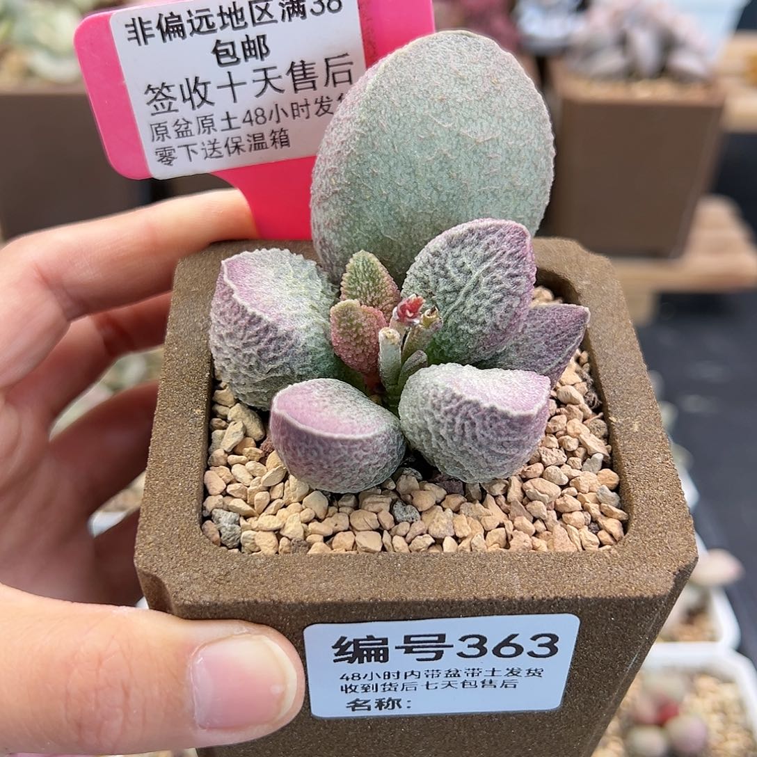 363哈默猪肝多肉