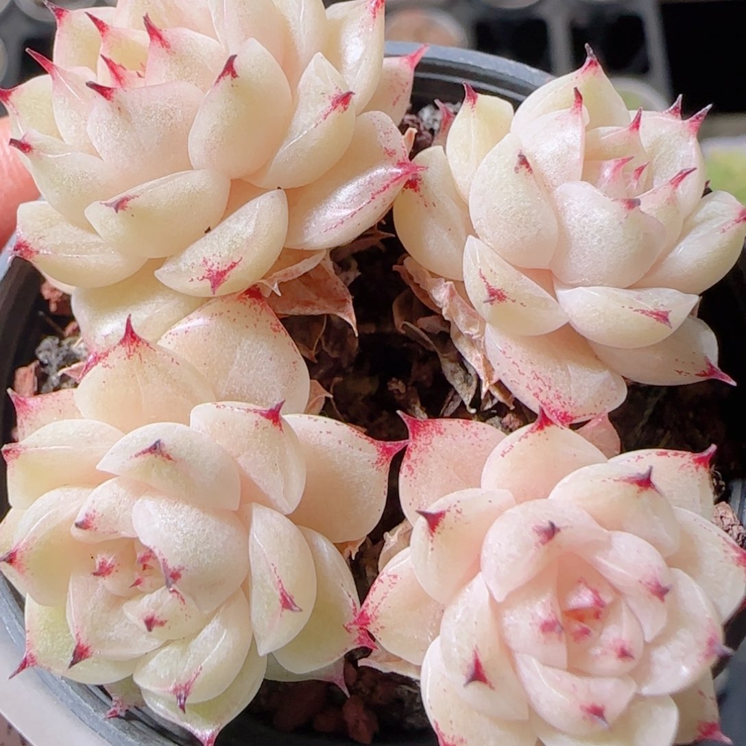 花语多肉1221-93散魔仙散