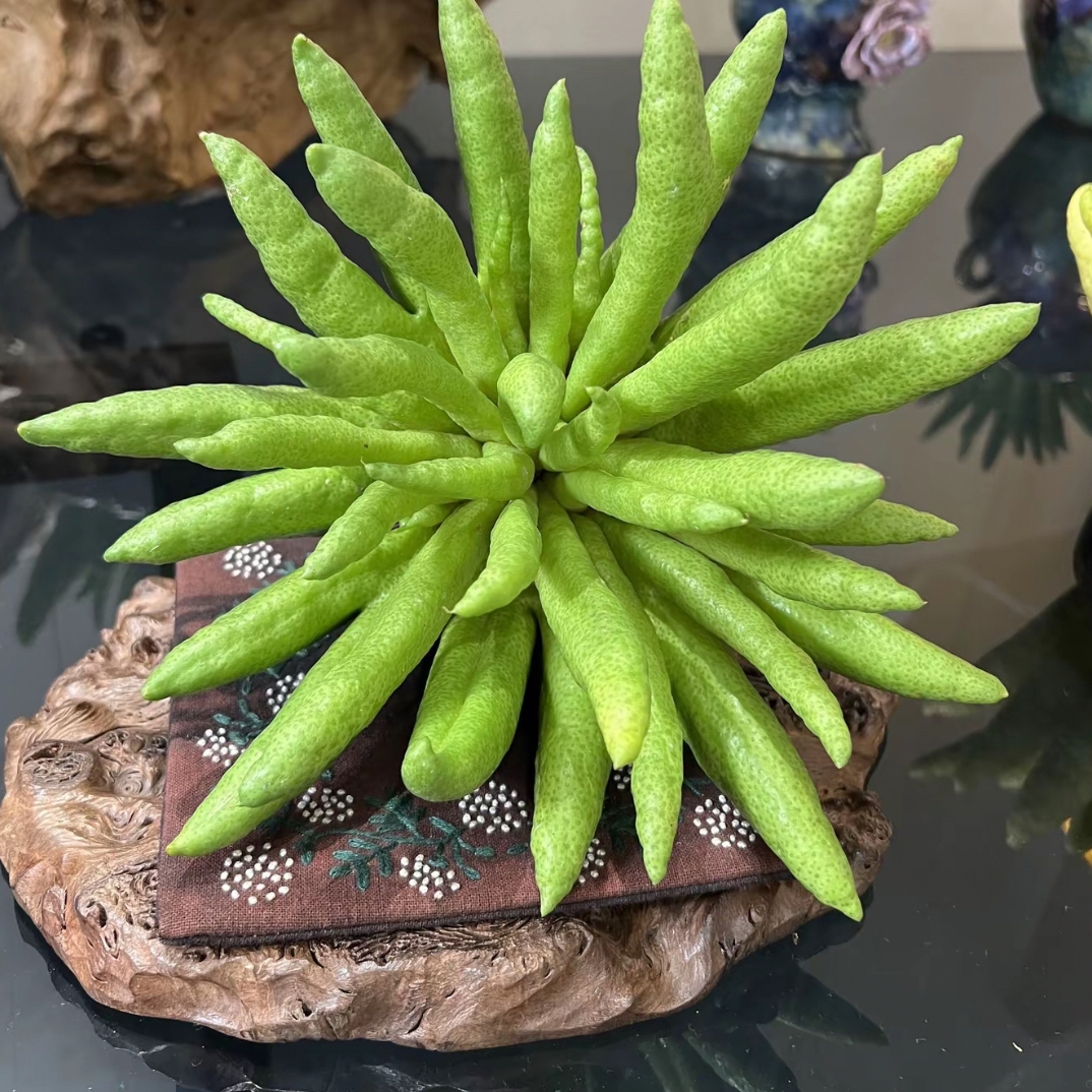 【新人必买佛手柑】1-2个闻香果 等 800g-1000g（发中通）