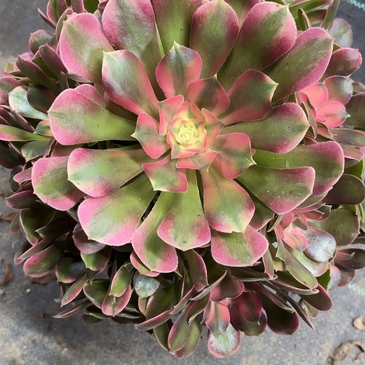 多肉植物香妃锦……