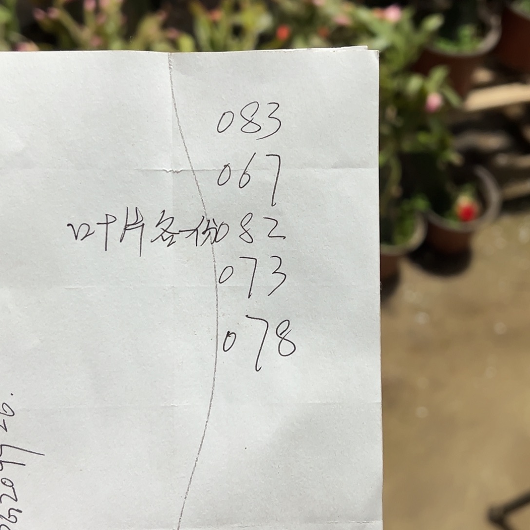 完全开放五份蟹爪兰叶片各一份