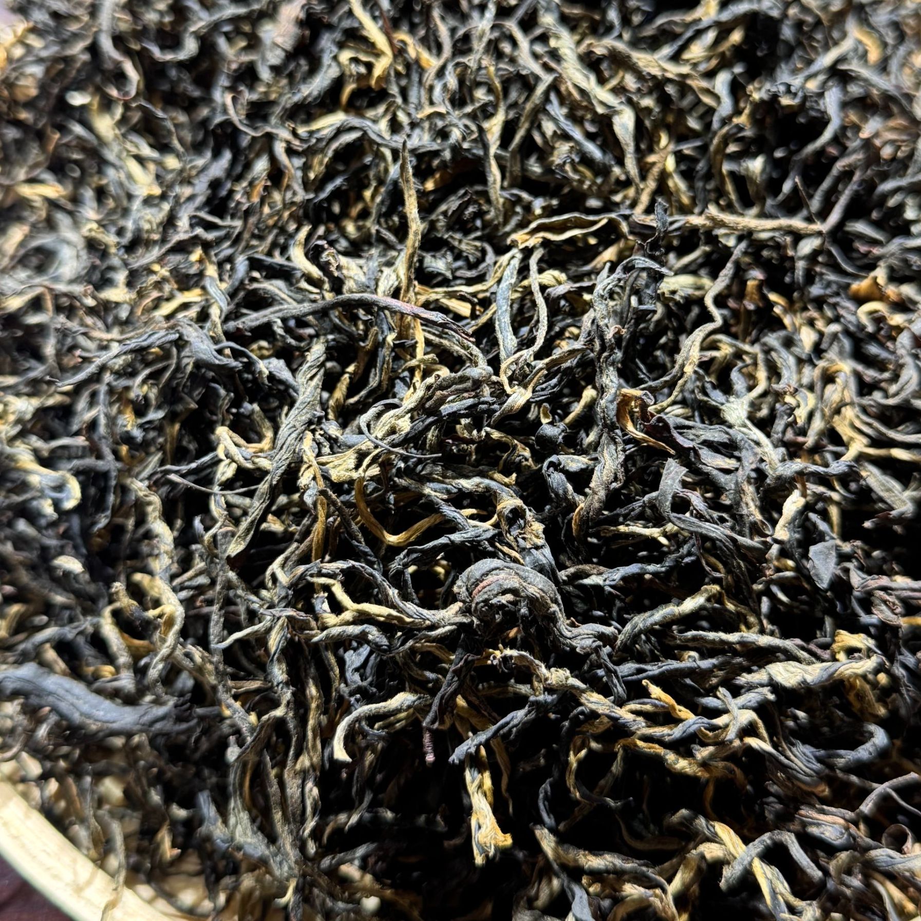 2025年大雪山古树晒红