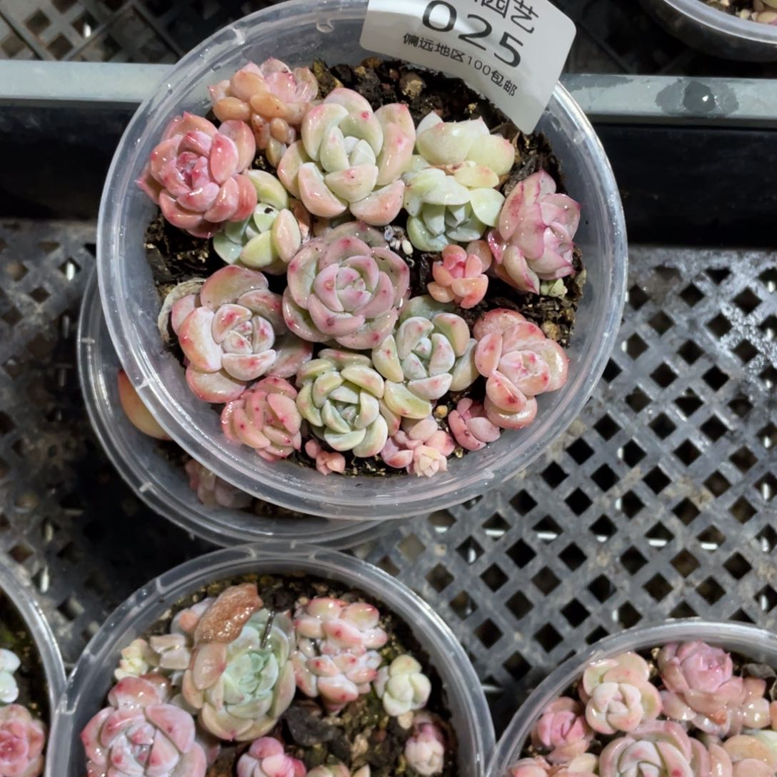 18混一物一拍025