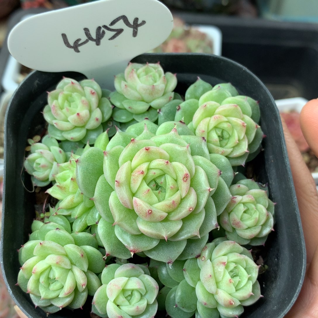 定繁珍妮麦秆群4454