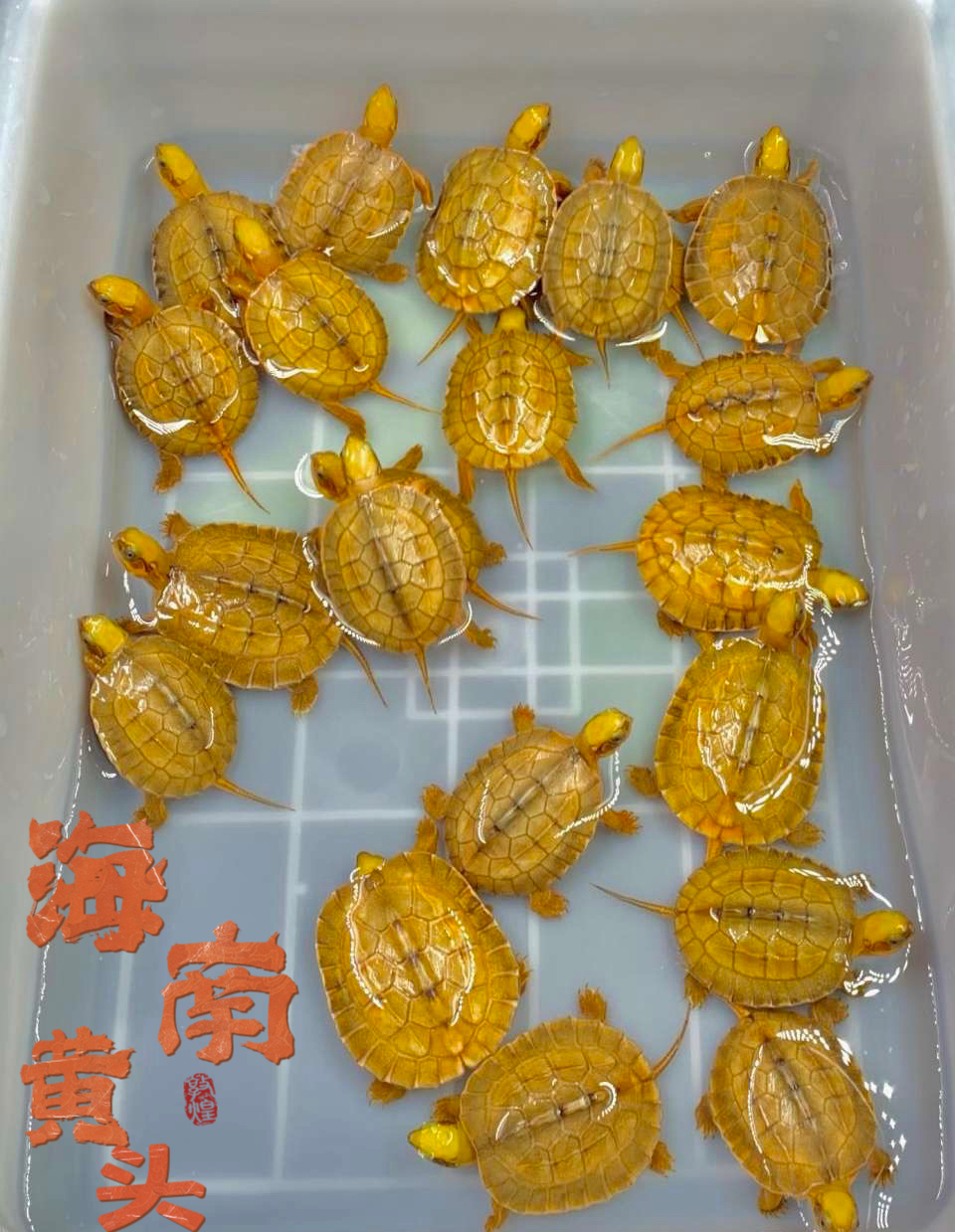 精选萌宠金钱龟（海南种、越南种黑底米底）