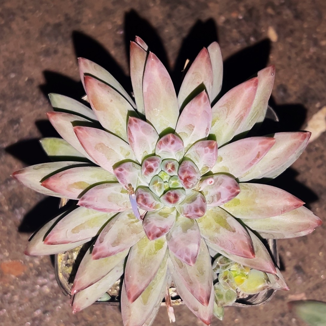 桔云多肉美人精品系列