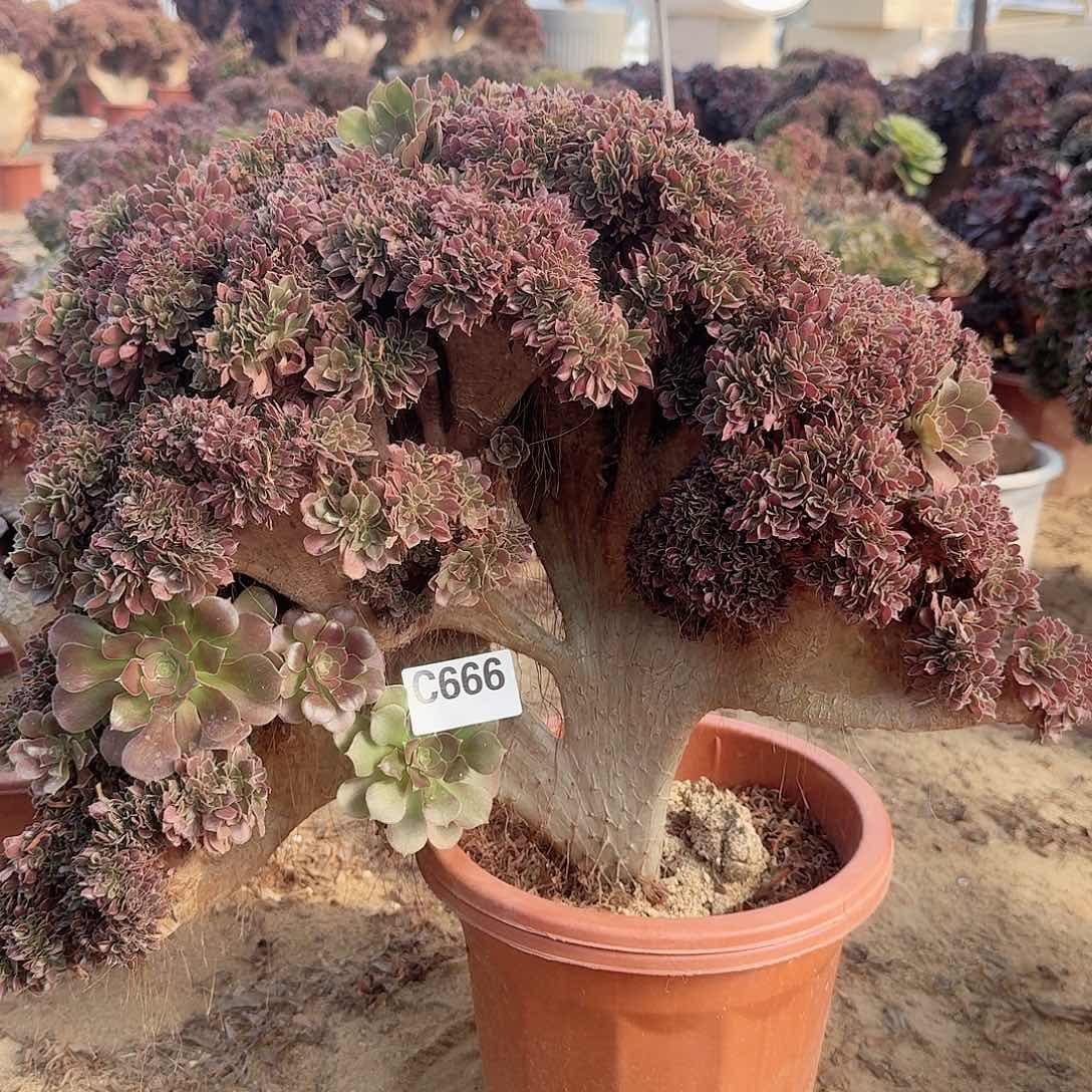 666玫瑰朵朵一颗呀呀