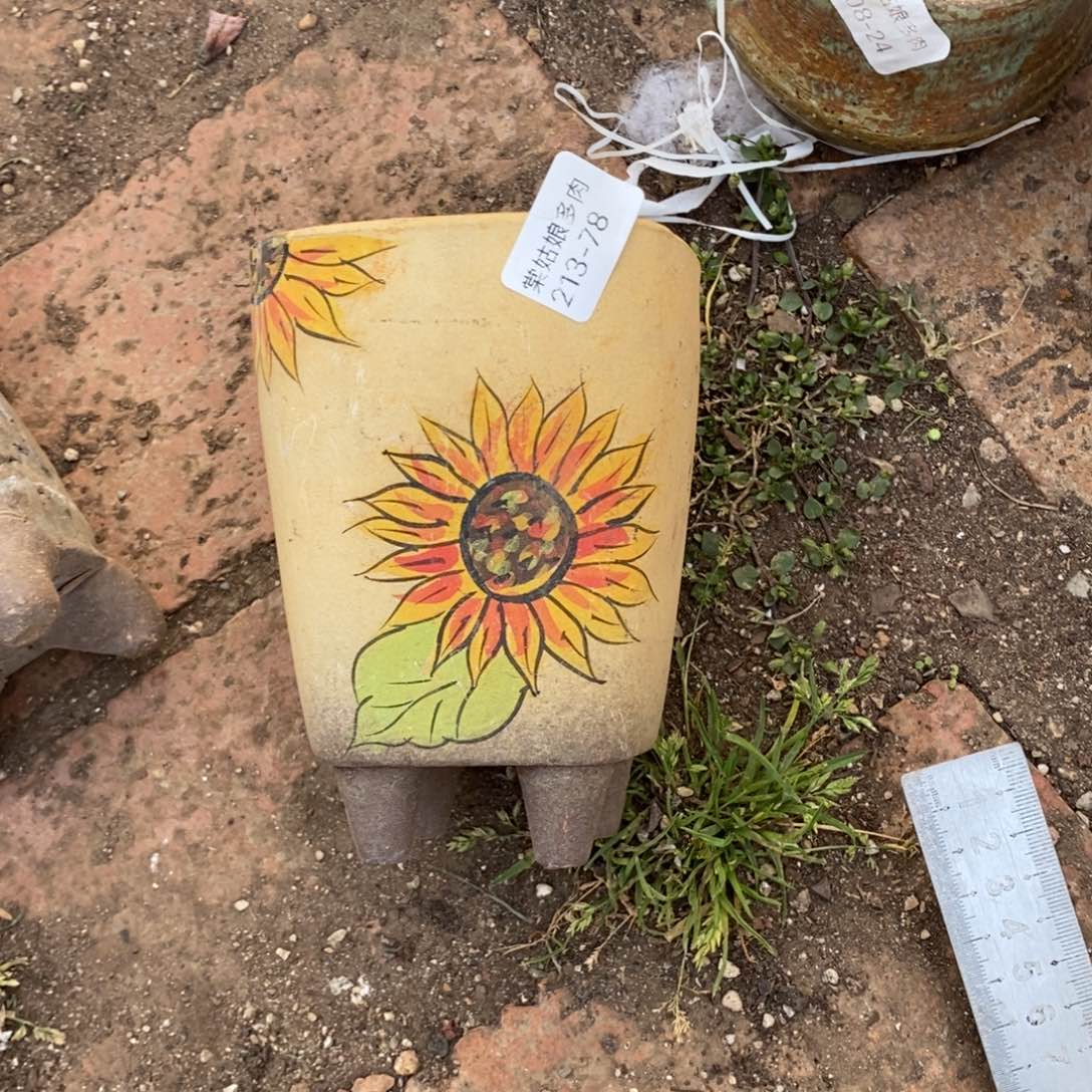 红陶狮****78号多肉盆一个呀