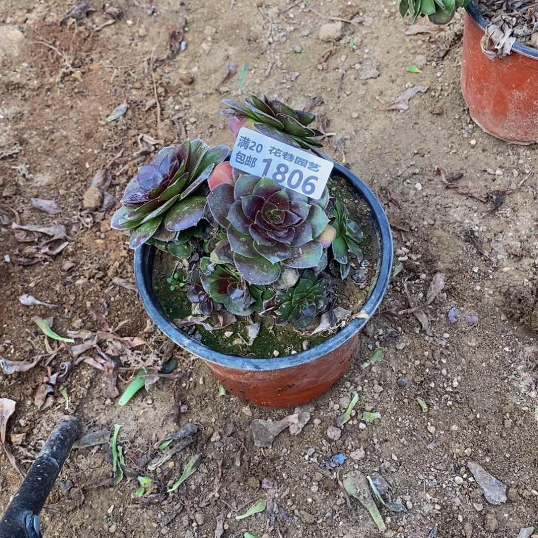 1806 不凑单顺丰到付多肉植物