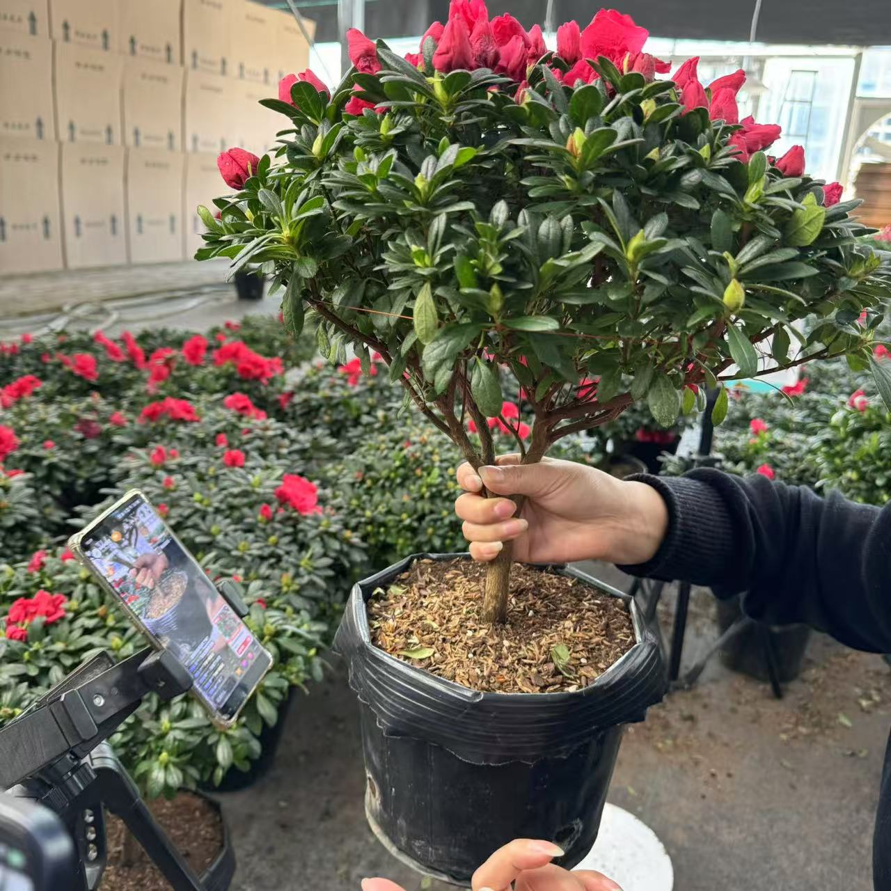 精选杜鹃花带花苞 原盆原土发货 四季开花 好养阳台 盆景绿植 
