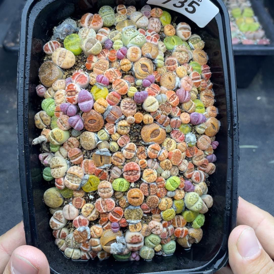 红陶0000000000000000735