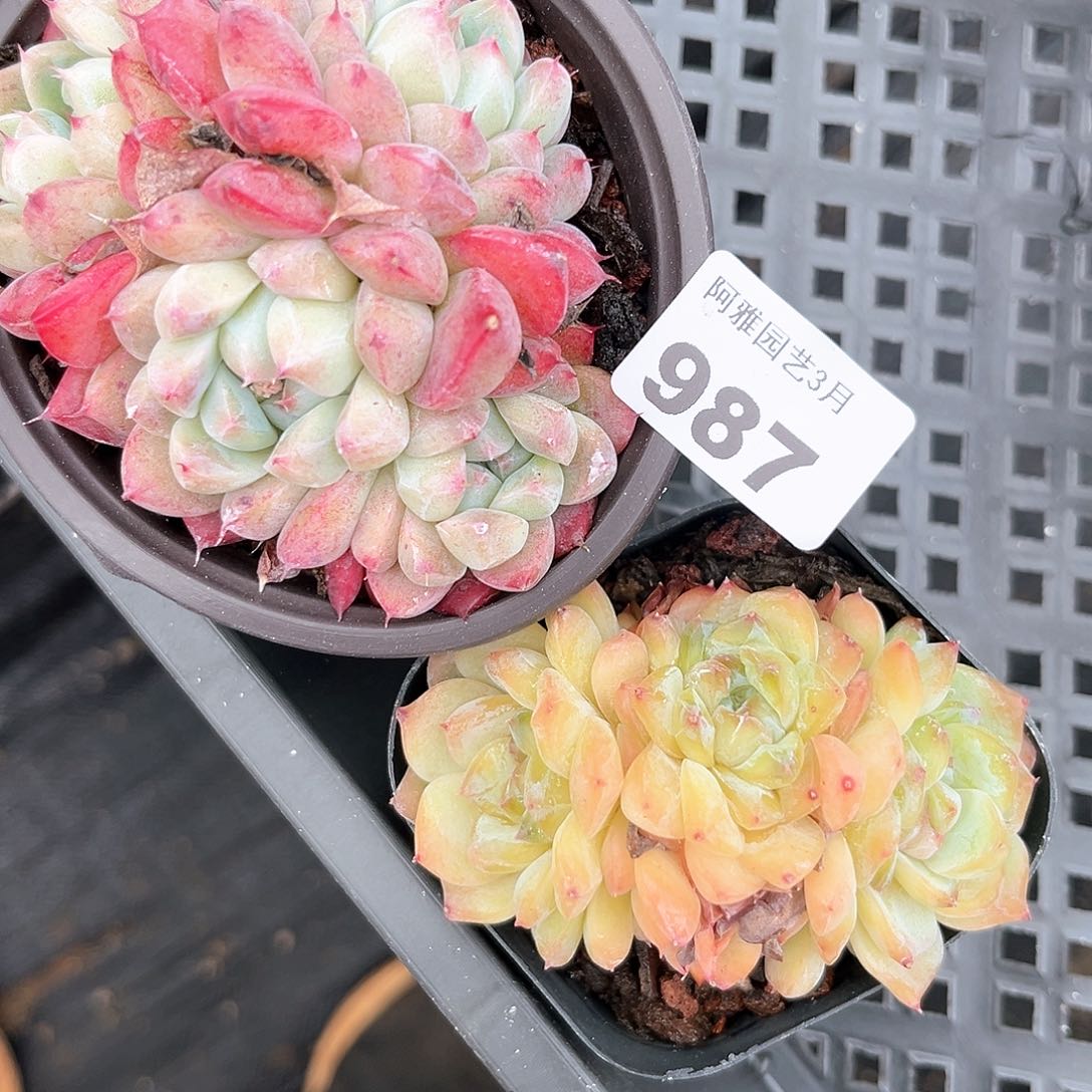 阿雅园艺。    987