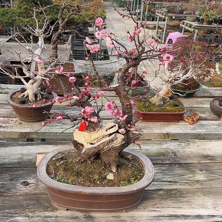 无花朵盆景不包邮40123