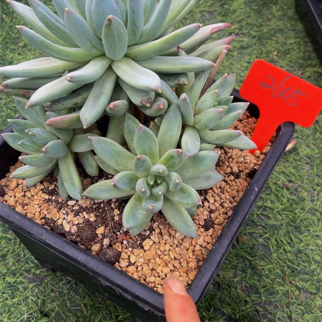 2605下午多肉植物群生